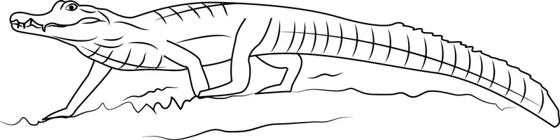 Alligators Coloring Pages 1