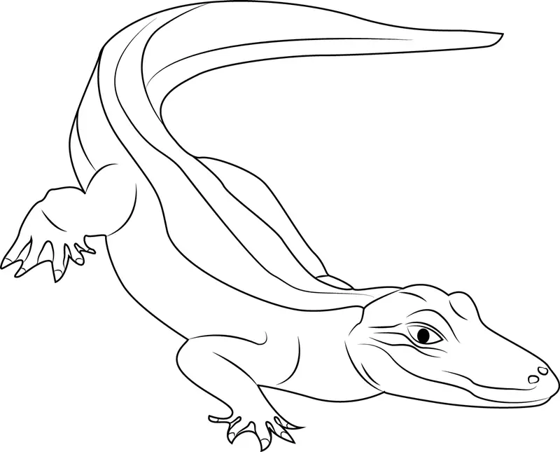 Alligators Coloring Pages 11