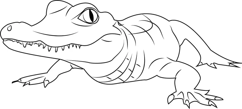 Alligators Coloring Pages