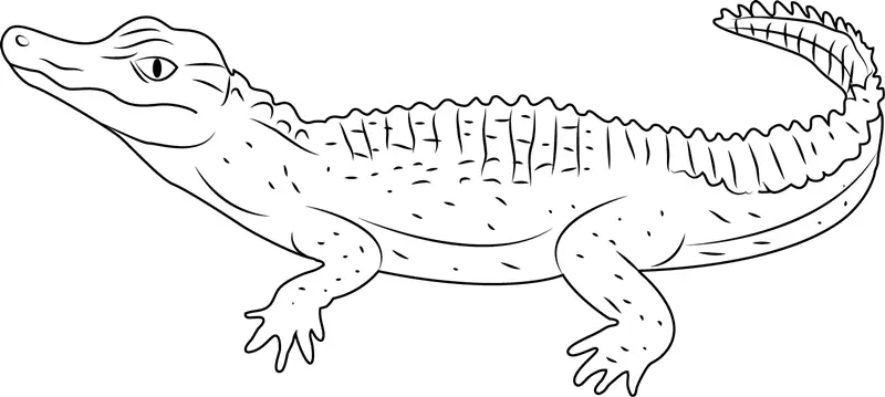 Alligators Coloring Pages 2