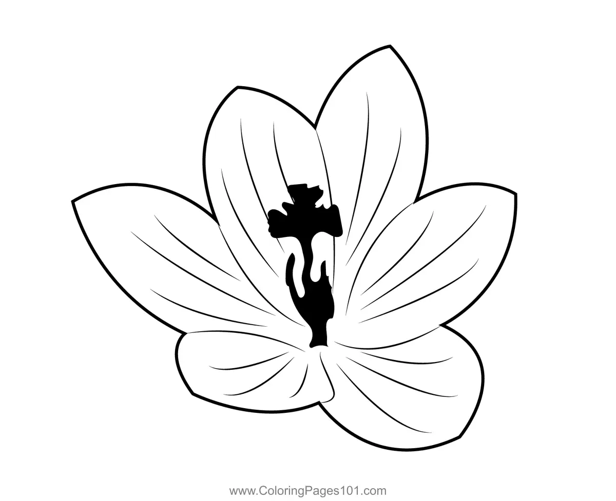 Amaryllis Coloring Pages 1