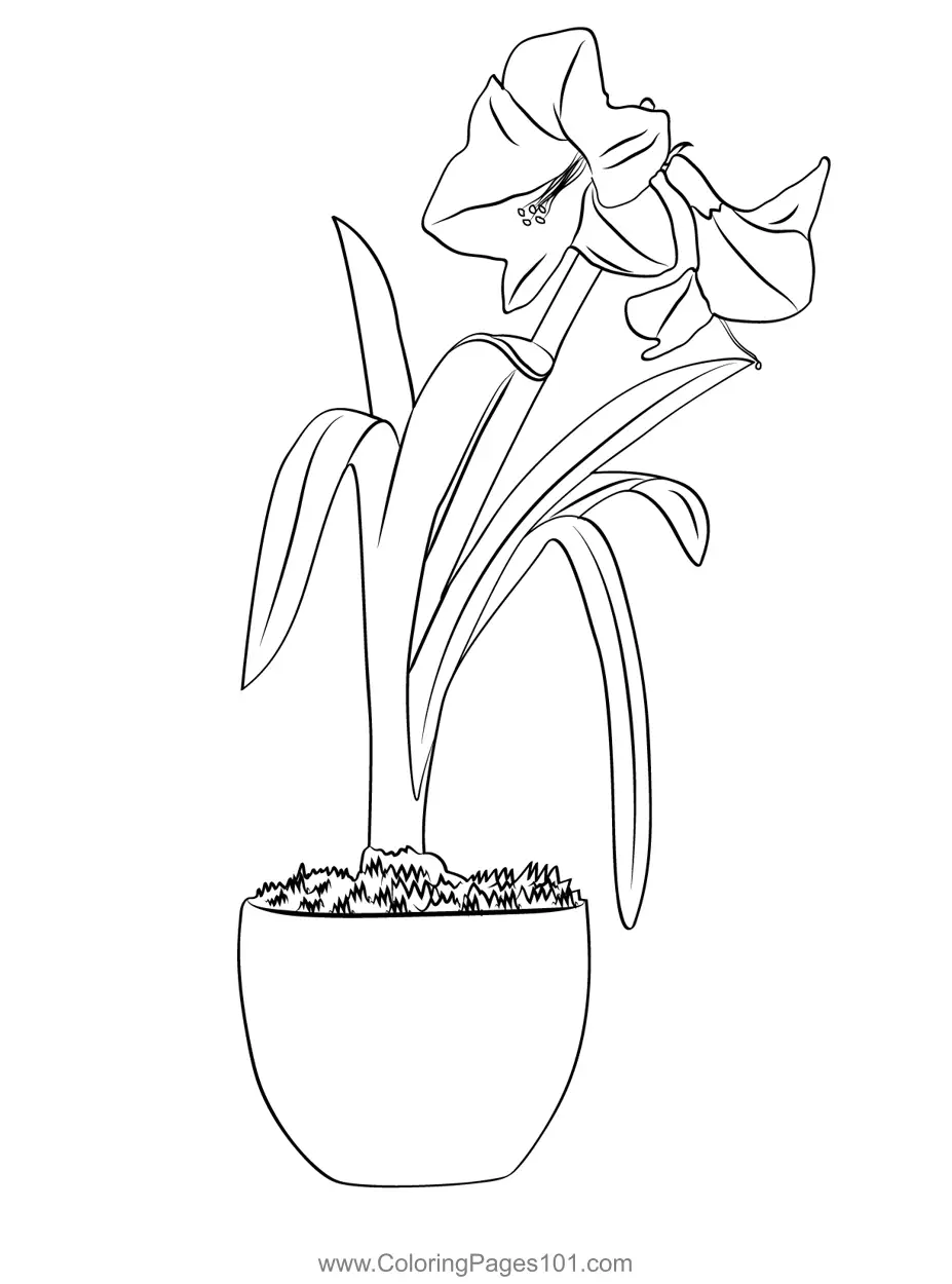 Amaryllis Coloring Pages 4