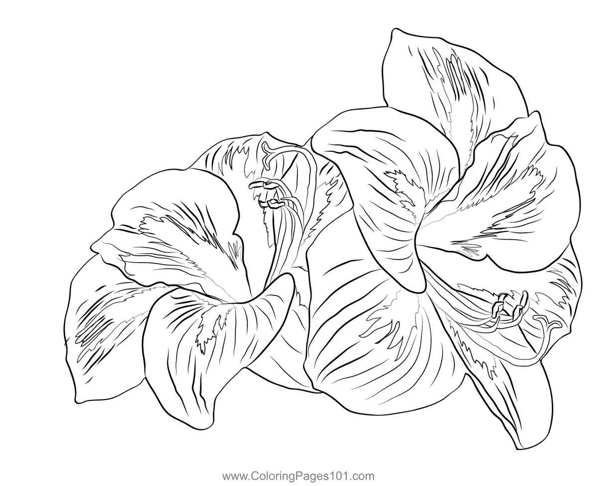 Amaryllis Coloring Pages 5