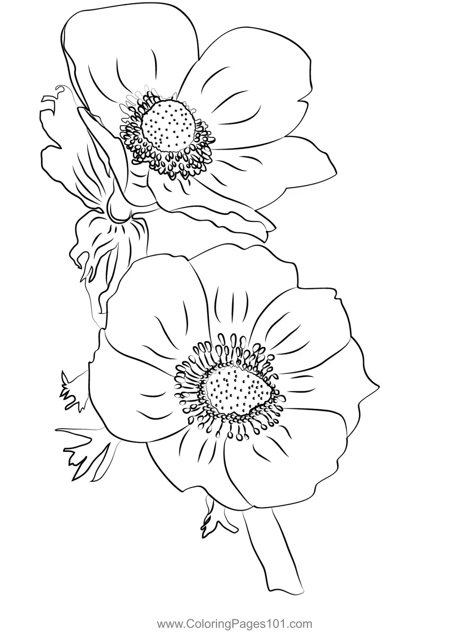 Anemone Coloring Pages 2