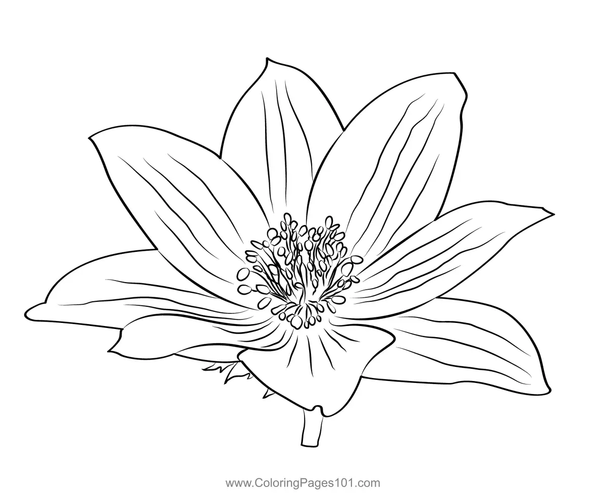 Anemone Coloring Pages