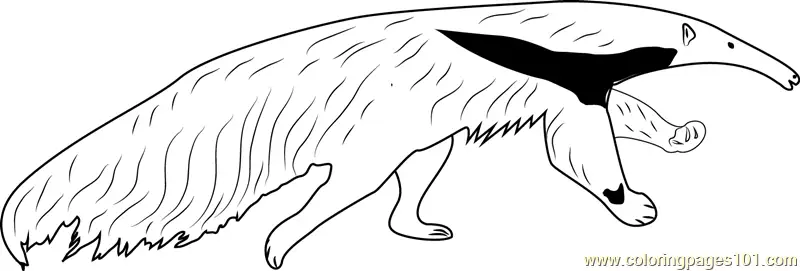 Anteater Coloring Pages 10