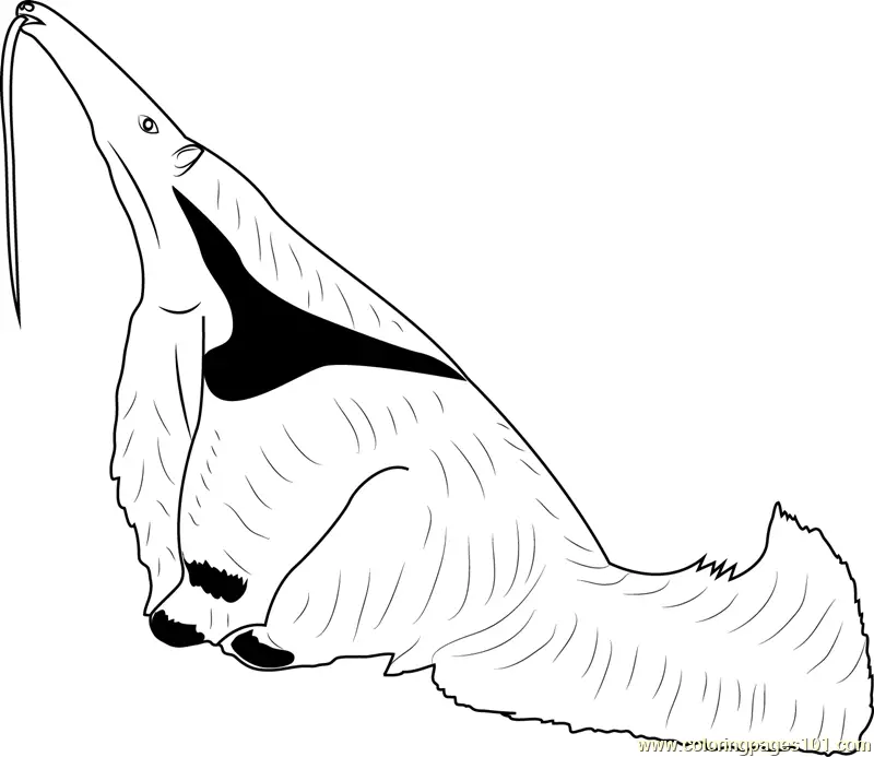 Anteater Coloring Pages 11