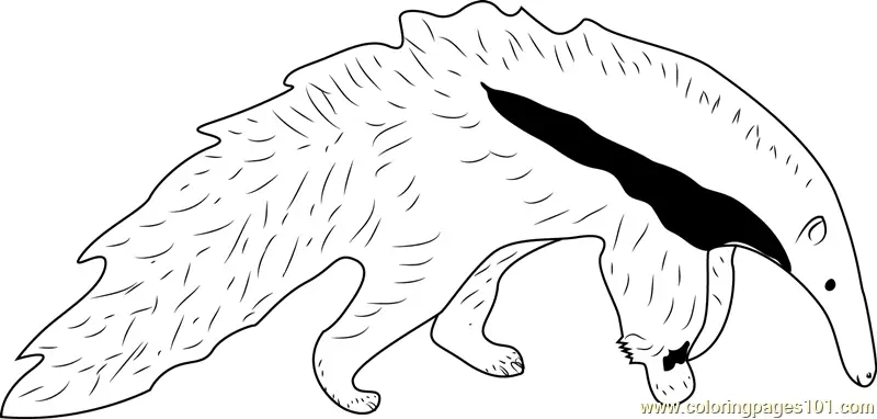 Anteater Coloring Pages 2