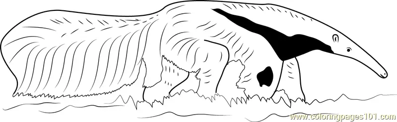 Anteater Coloring Pages 4