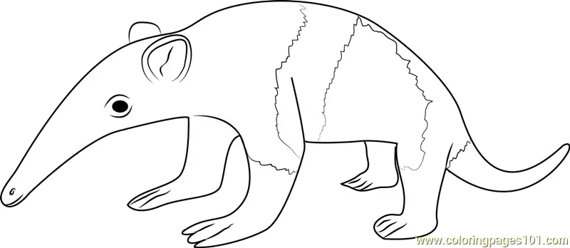 Anteater Coloring Pages 6