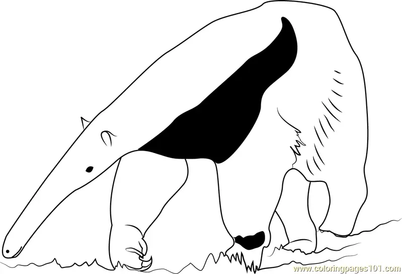 Anteater Coloring Pages 9