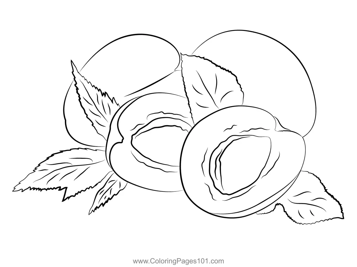 Apricot Coloring Pages 1