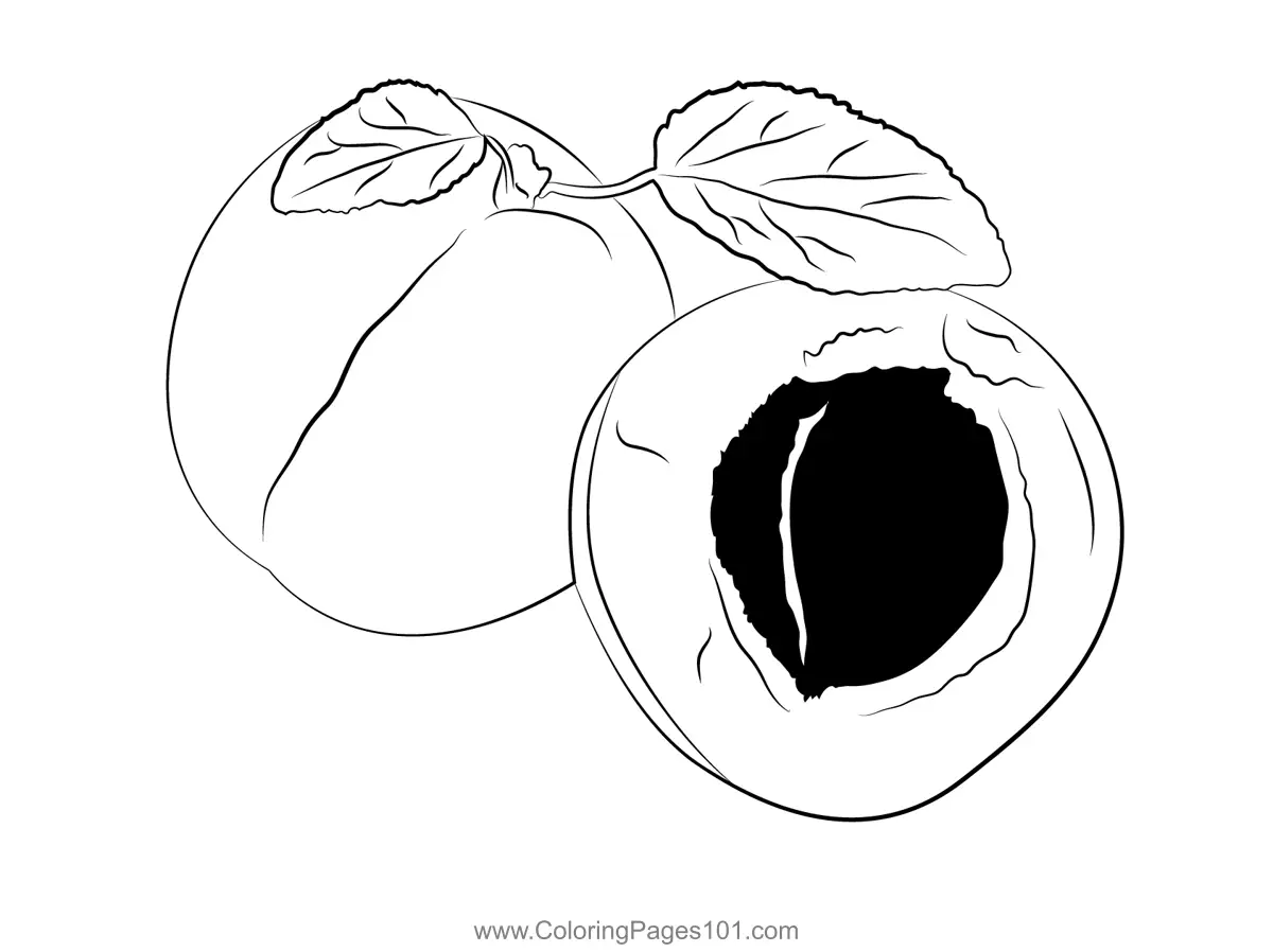 Apricot Coloring Pages 10