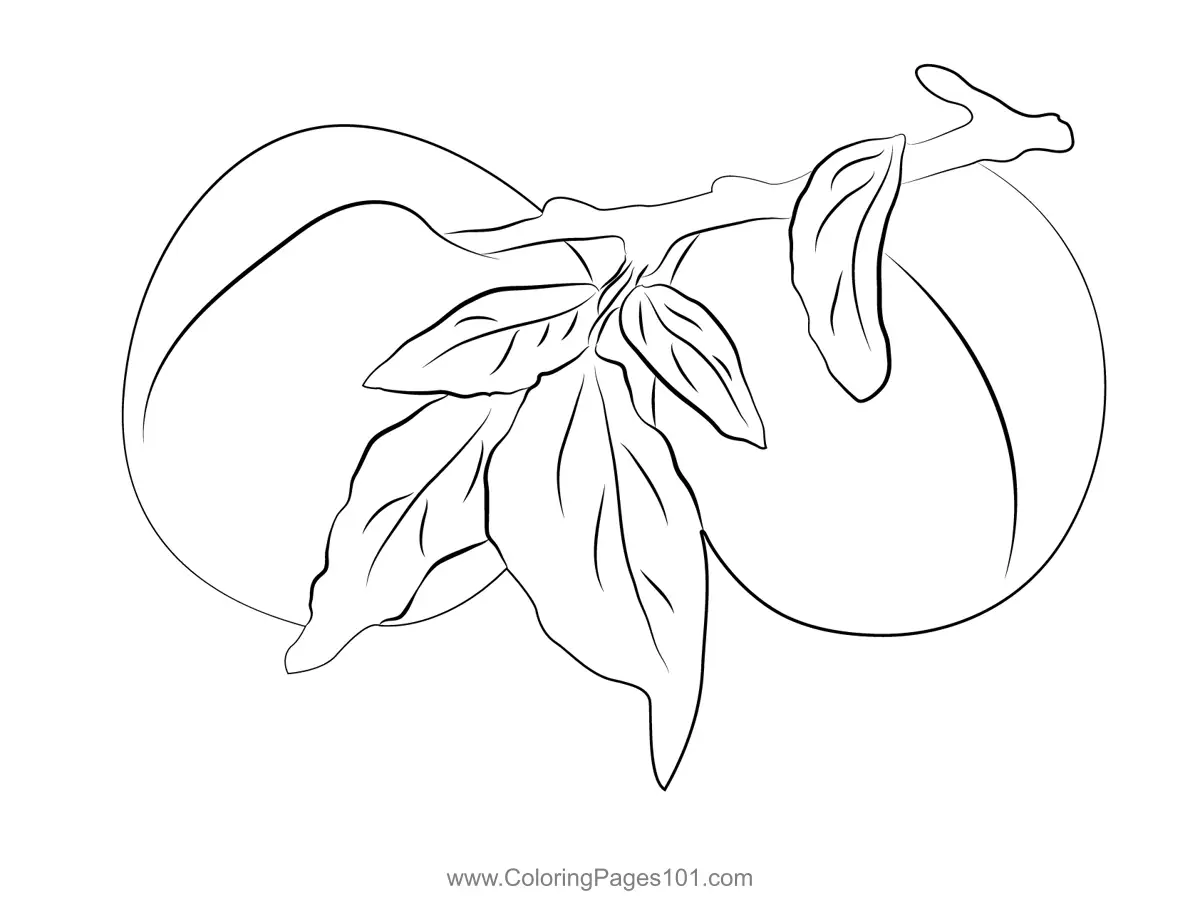 Apricot Coloring Pages 11