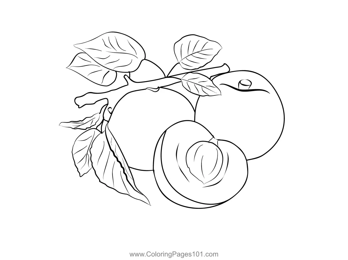 Apricot Coloring Pages 2