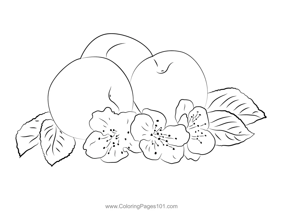 Apricot Coloring Pages 6