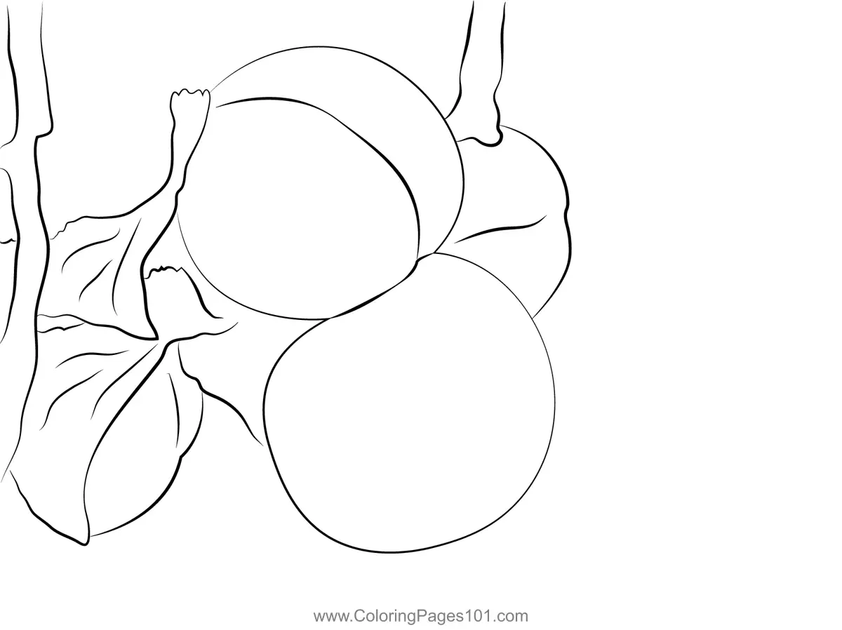 Apricot Coloring Pages 8