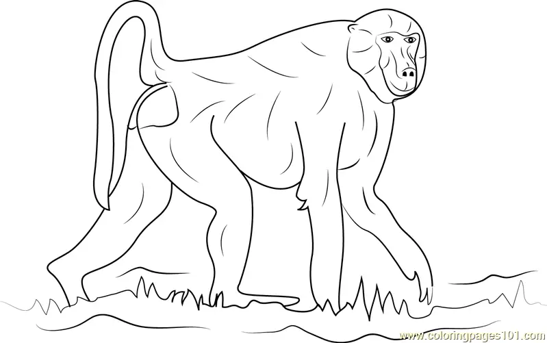 Baboon Coloring Pages 1