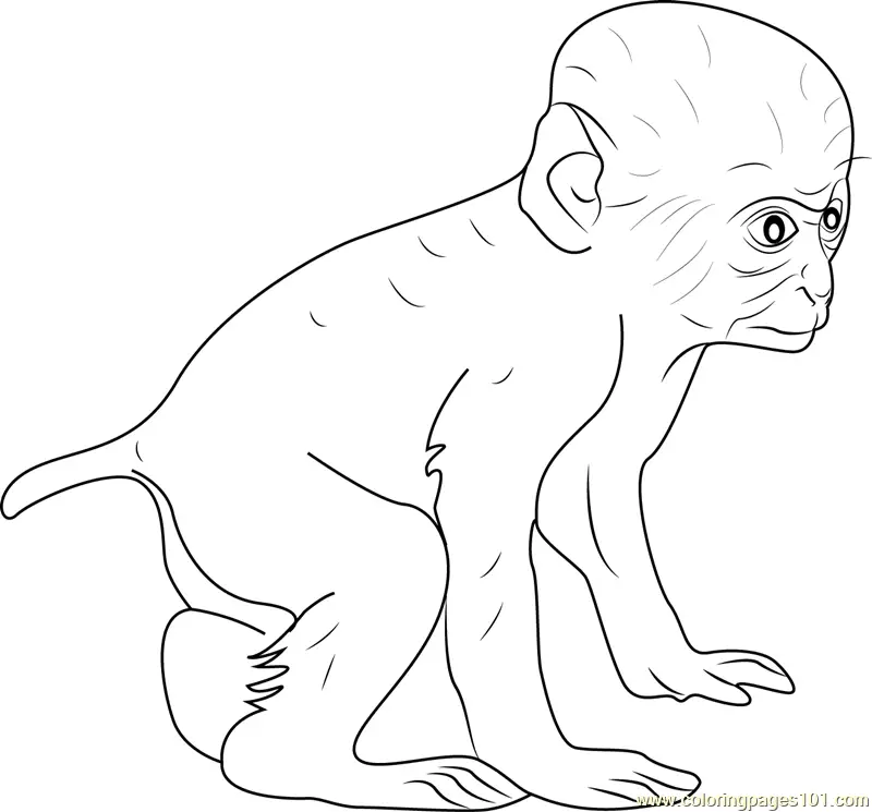 Baboon Coloring Pages 11