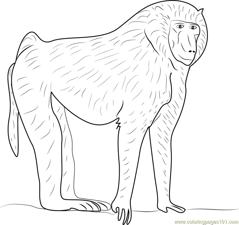 Baboon Coloring Pages 2