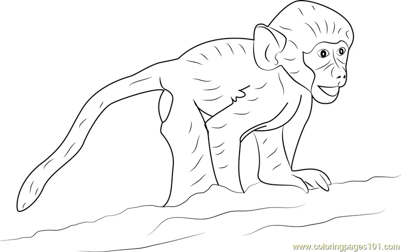 Baboon Coloring Pages 3