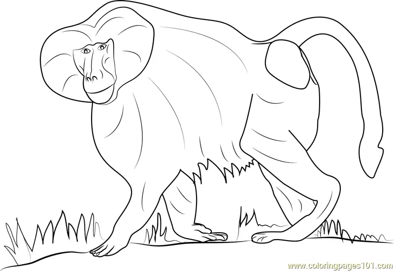 Baboon Coloring Pages 4