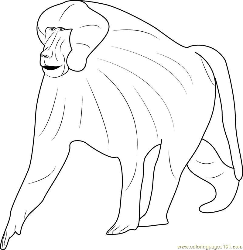 Baboon Coloring Pages 5
