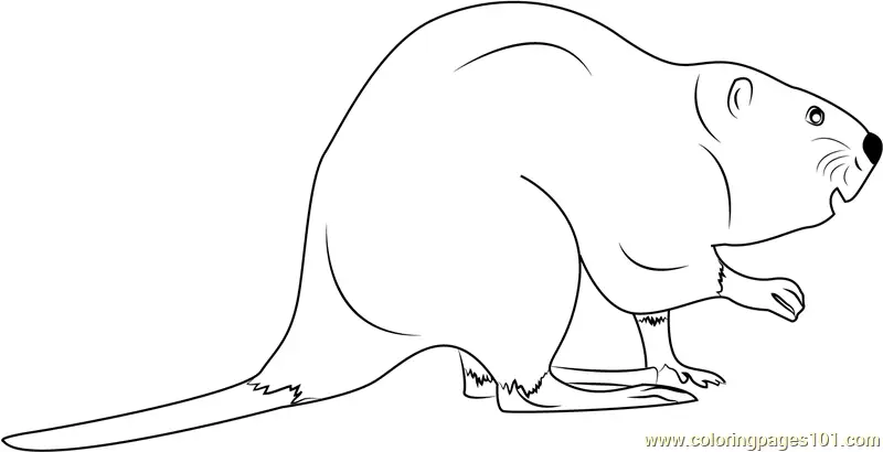 Beaver Coloring Pages 3