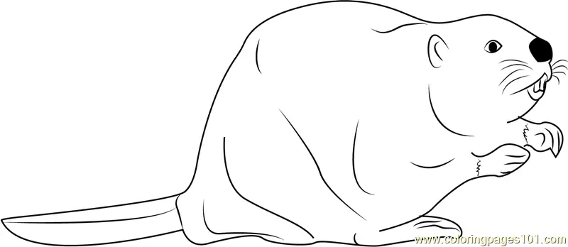 Beaver Coloring Pages 4
