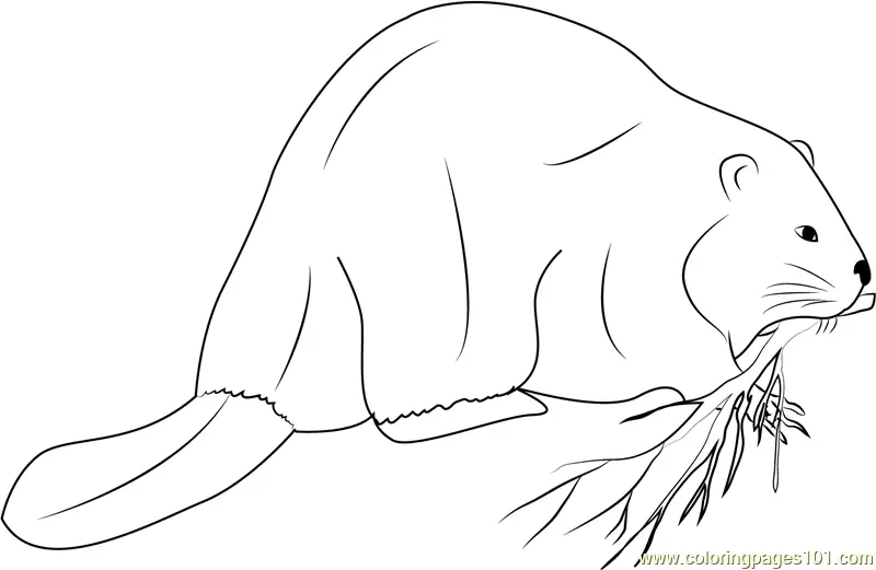 Beaver Coloring Pages 5