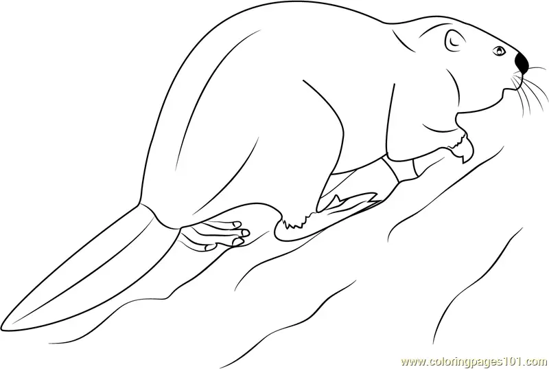 Beaver Coloring Pages 6