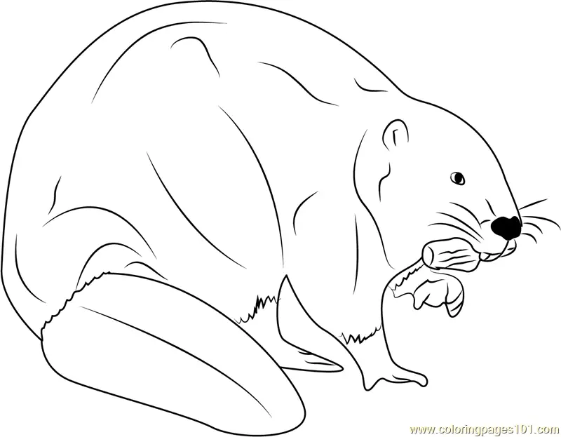 Beaver Coloring Pages 7