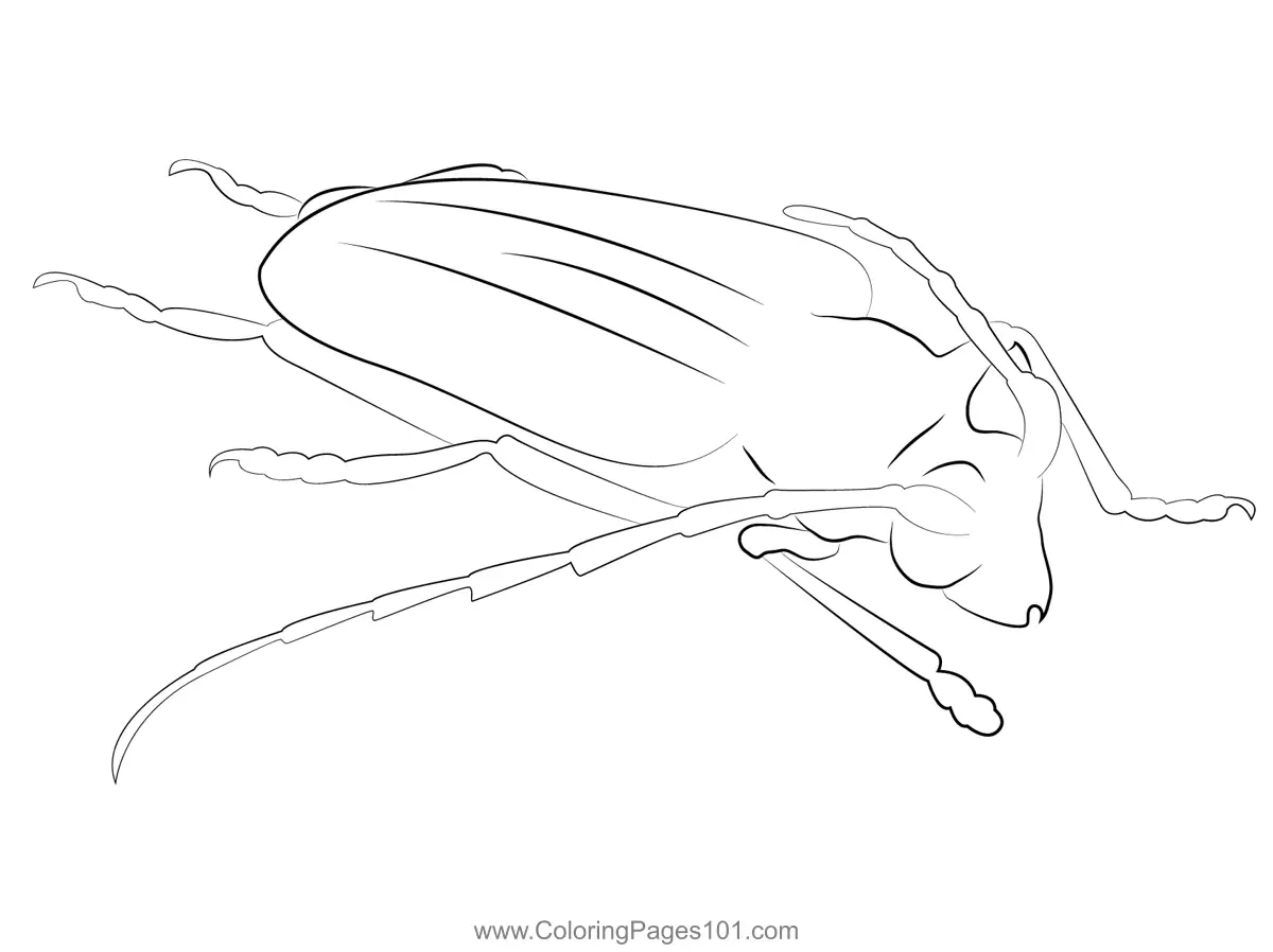 Beetles Coloring Pages 3