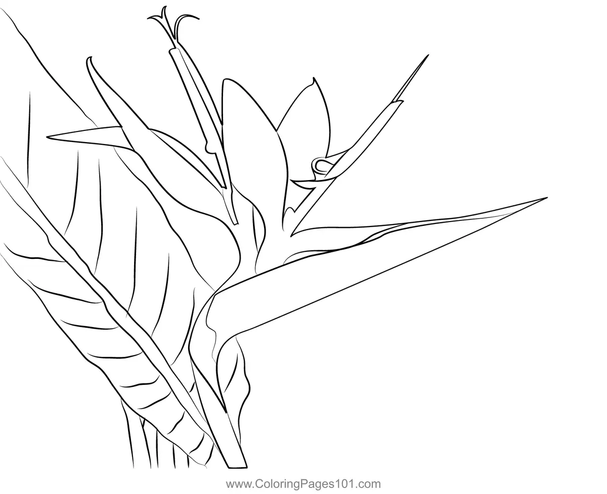Bird of Paradise Coloring Pages 1