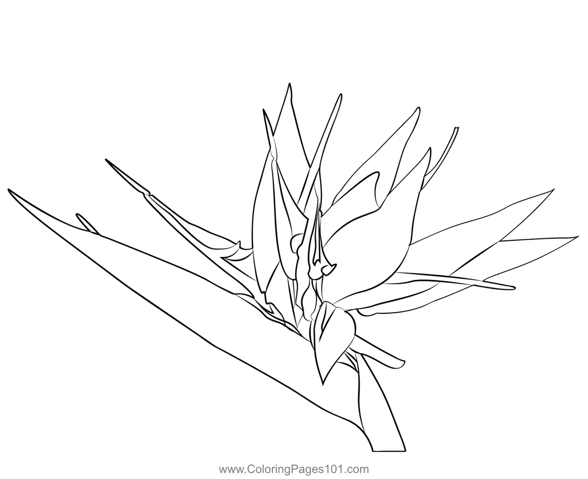 Bird of Paradise Coloring Pages 2