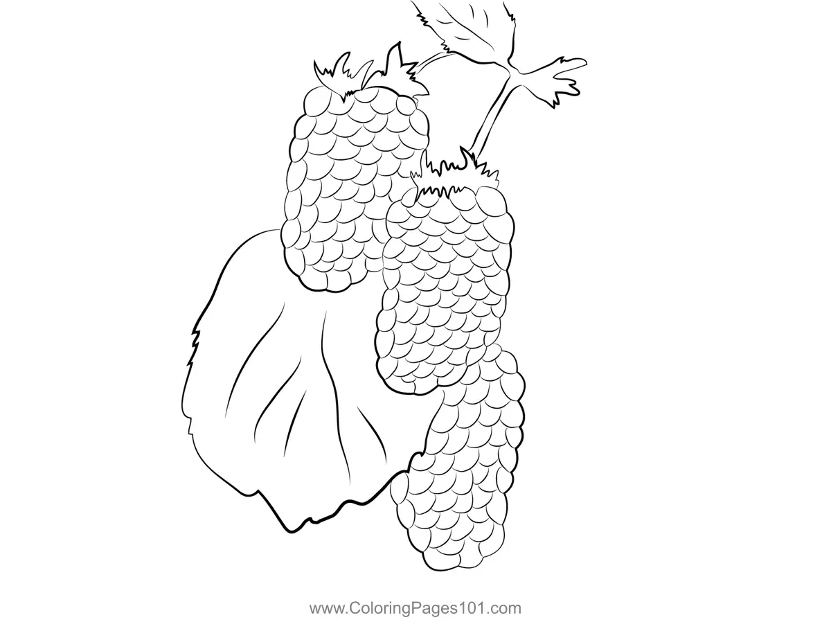 Blackberry Coloring Pages 1