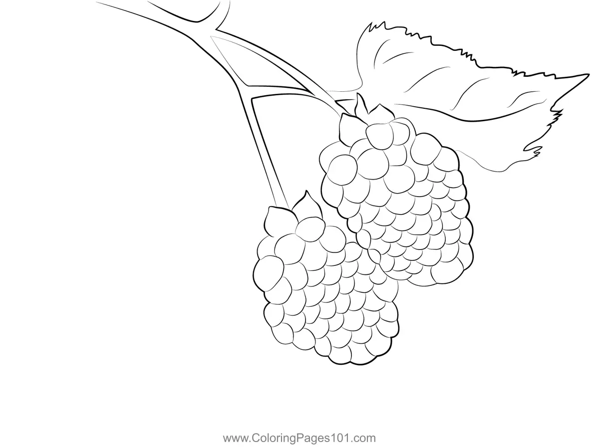 Blackberry Coloring Pages 10