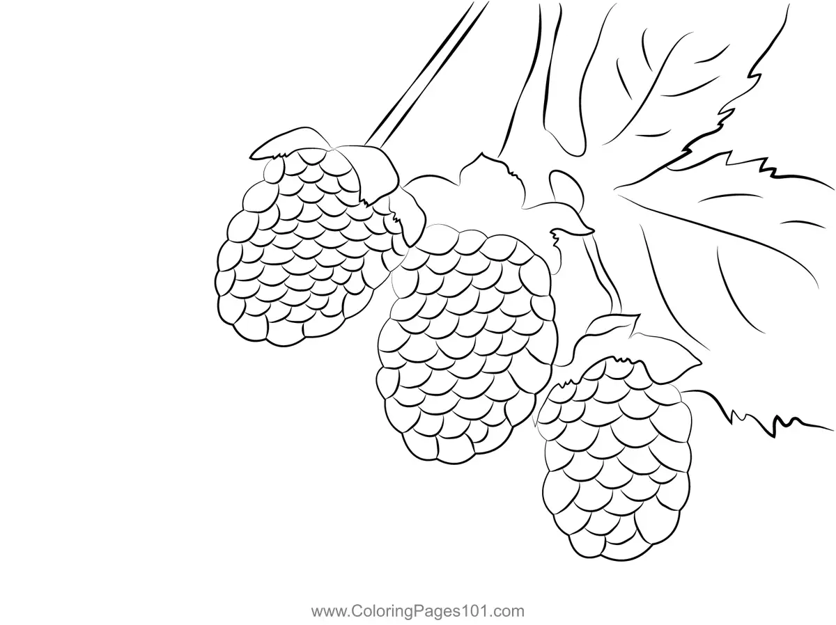 Blackberry Coloring Pages 11
