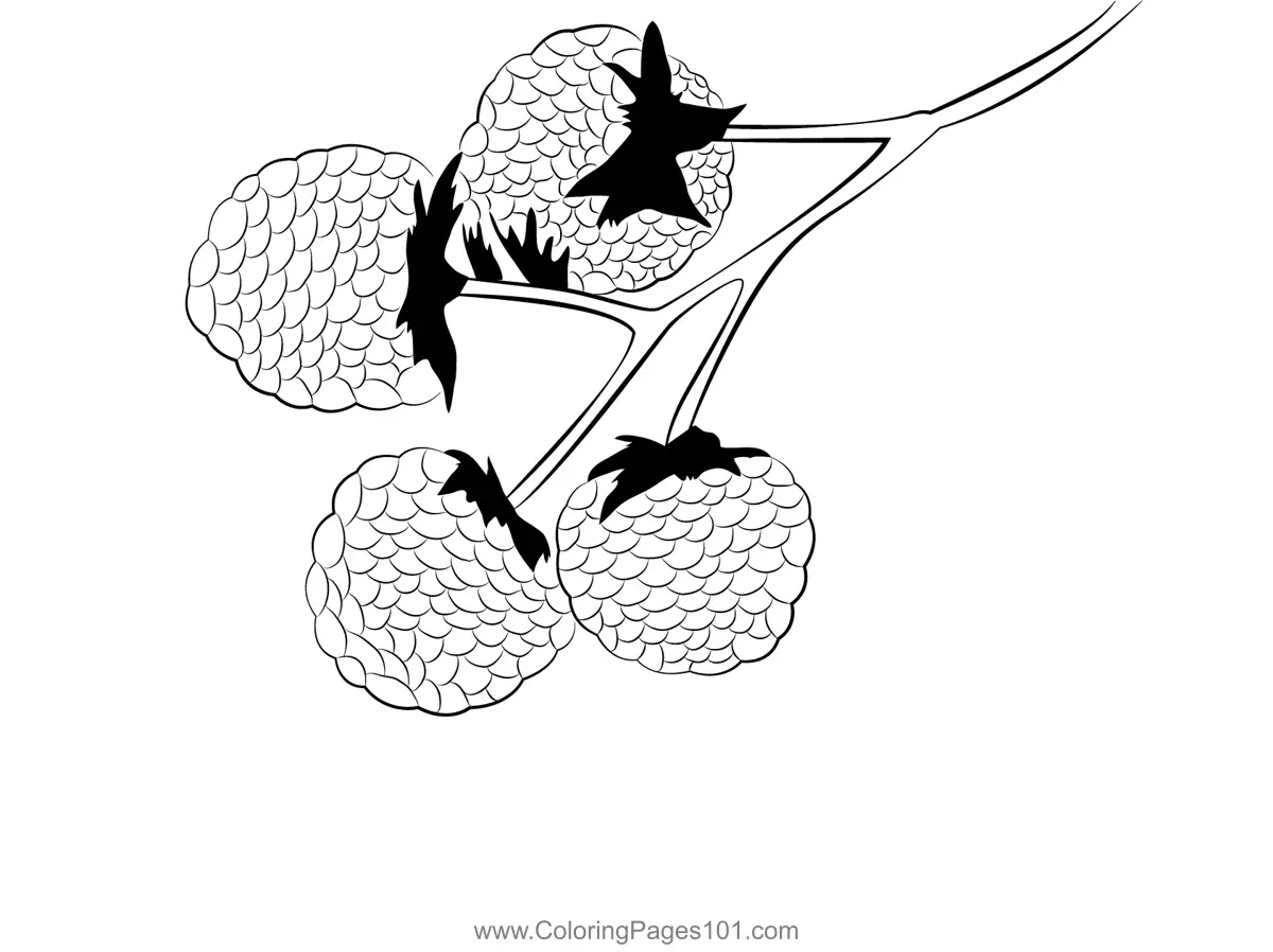 Blackberry Coloring Pages 3