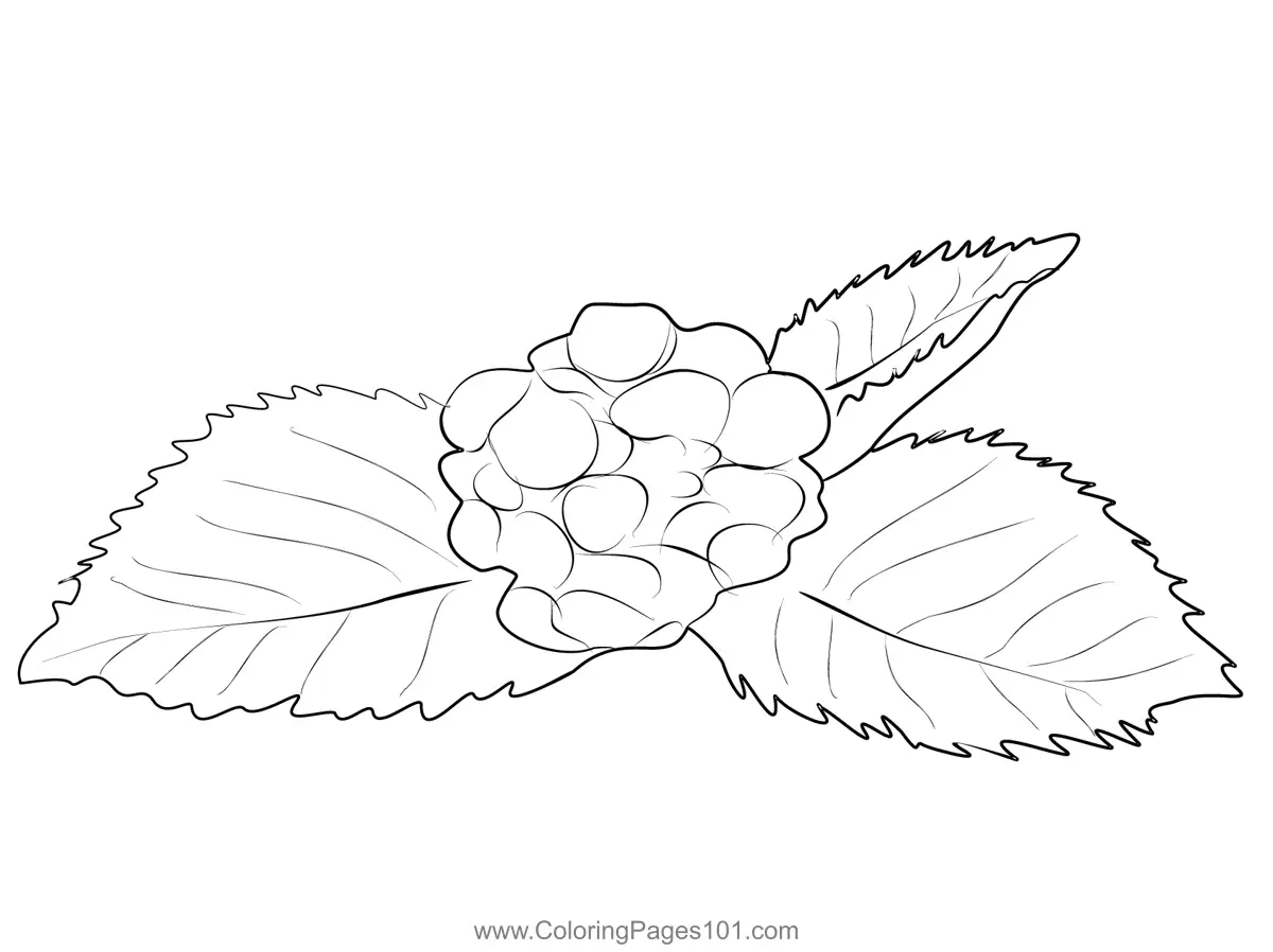 Blackberry Coloring Pages 5