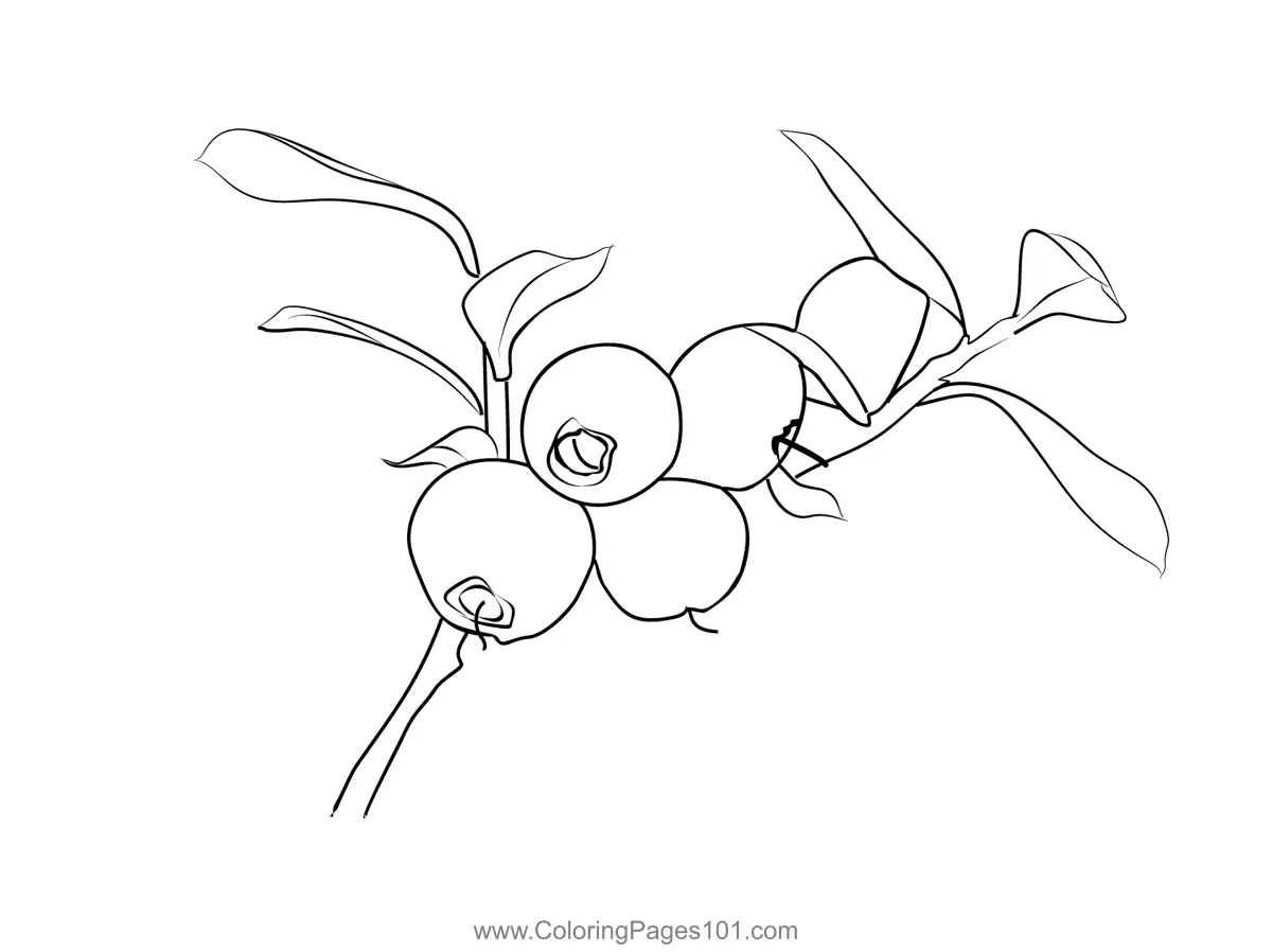 Blueberry Coloring Pages 11