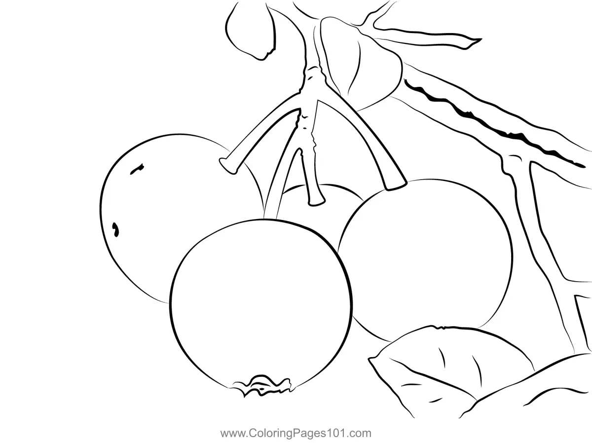 Blueberry Coloring Pages 4