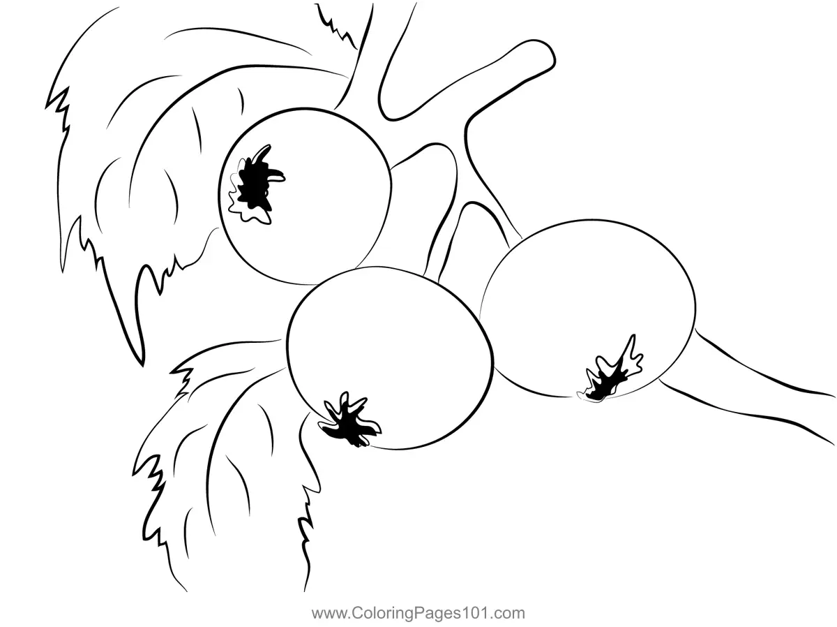 Blueberry Coloring Pages 5