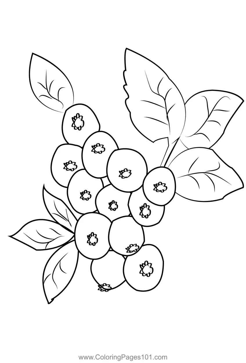 Blueberry Coloring Pages 9