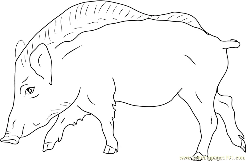 Boar Coloring Pages 10