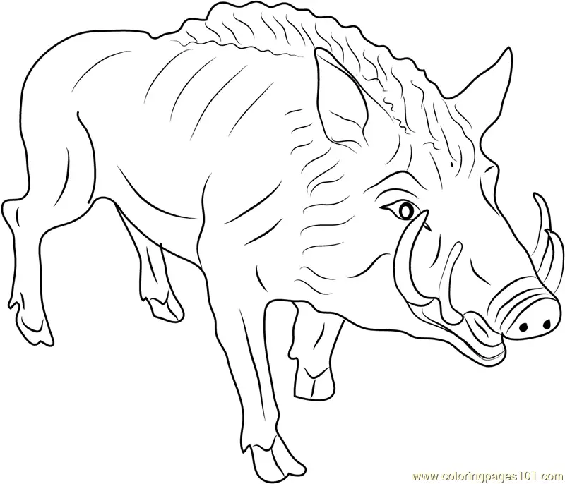 Boar Coloring Pages 11