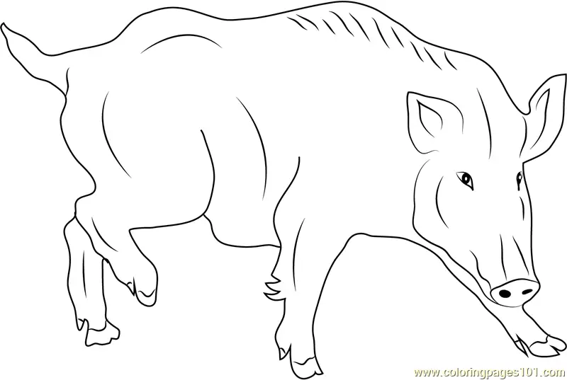 Boar Coloring Pages 3
