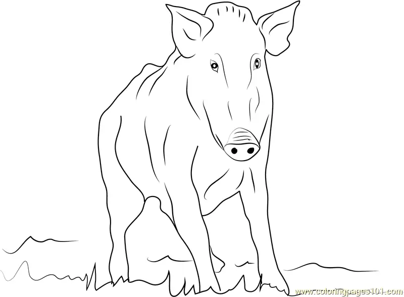 Boar Coloring Pages 4