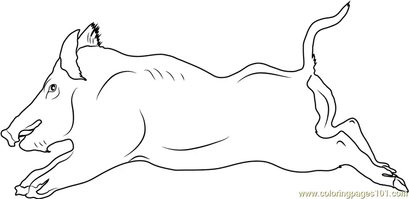 Boar Coloring Pages 5