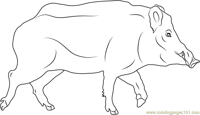 Boar Coloring Pages 6